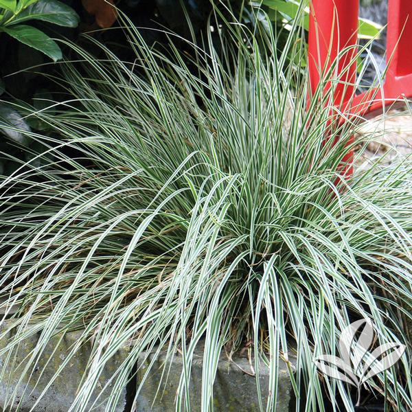 Evercolor® Everest Carex