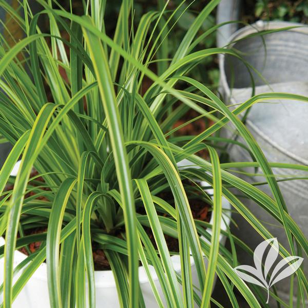 Evercolor® Everlime Carex