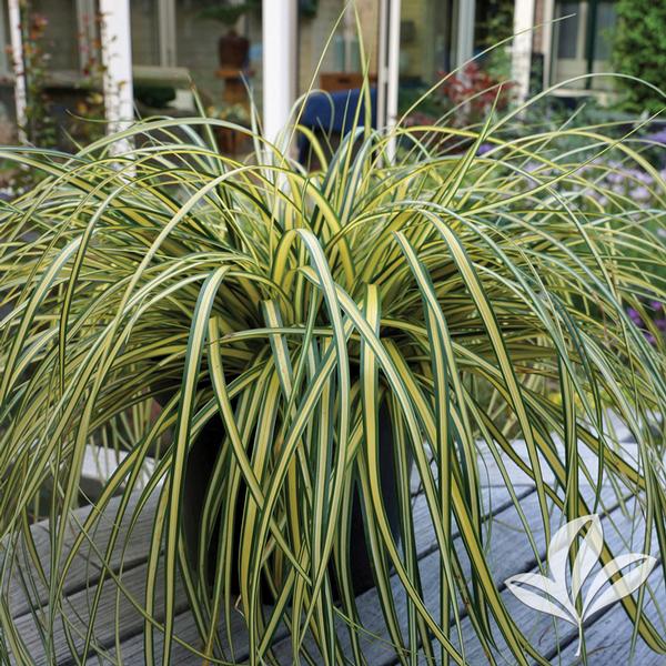 Evercolor® Everoro Carex