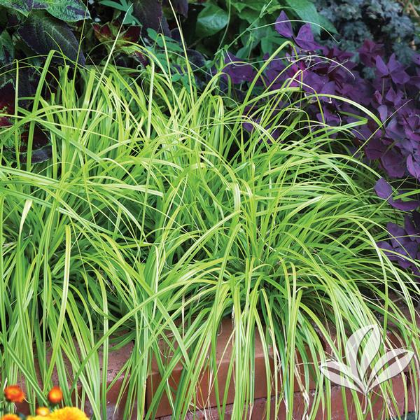 Evercolor® Everillo Carex