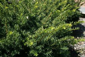 Everlow Yew