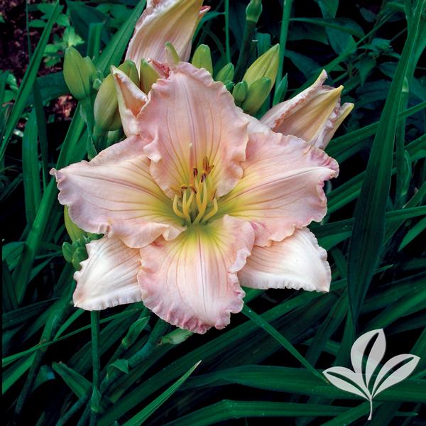 Fairy Tale Pink Daylily