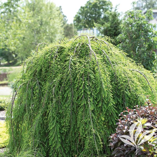 Falling Waters Weeping Bald Cypress