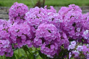 Fashionably Early Flamingo Phlox