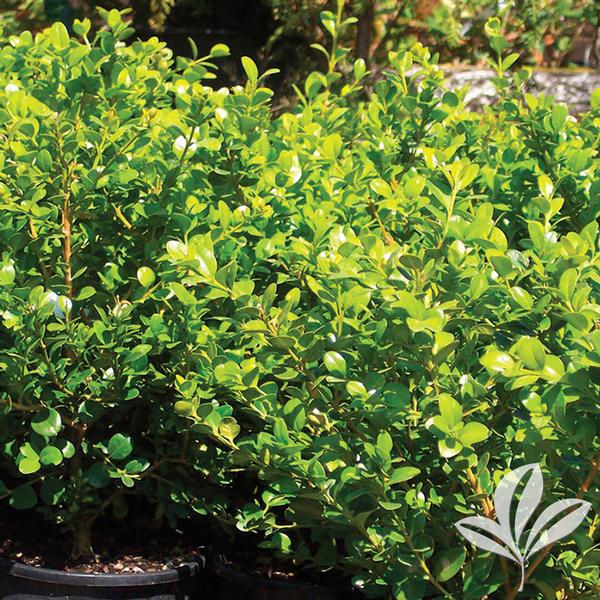 Faulkner Boxwood