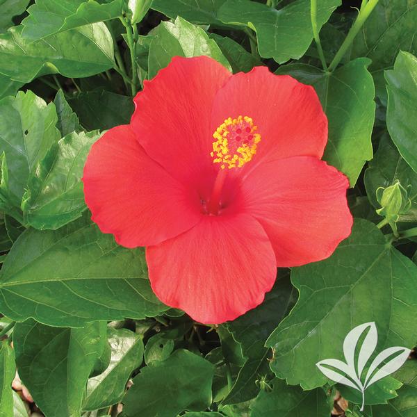 Feeling Hot Hibiscus