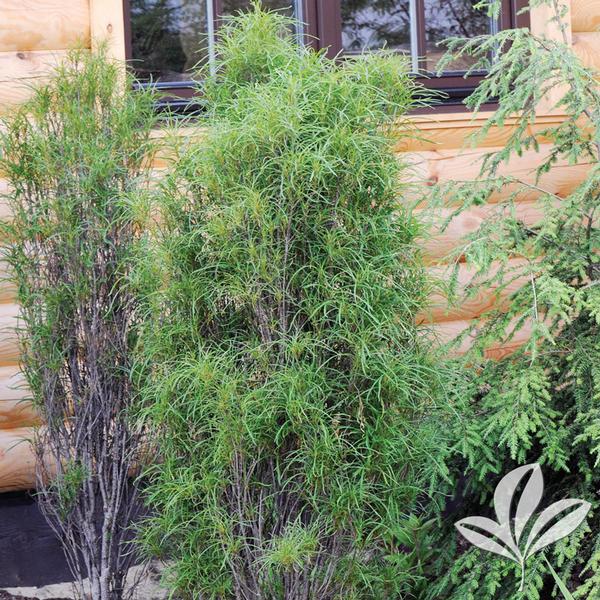 Fine Line® Columnar Buckthorn