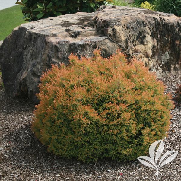Fire Chief™ Arborvitae