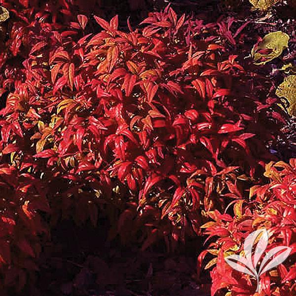 Firepower Dwarf Nandina