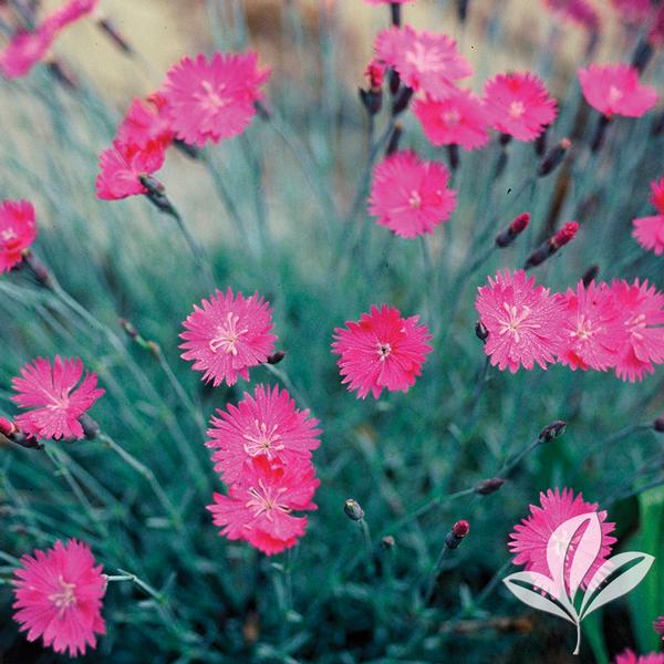 Firewitch Dianthus