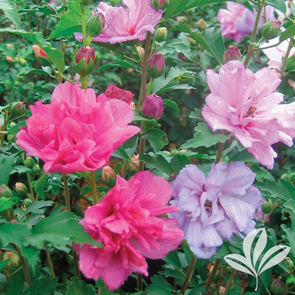 Fireworks Double Althea
