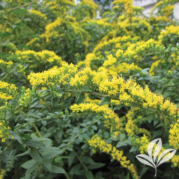 Fireworks Goldenrod