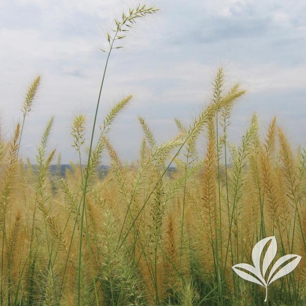 Fountain Grass