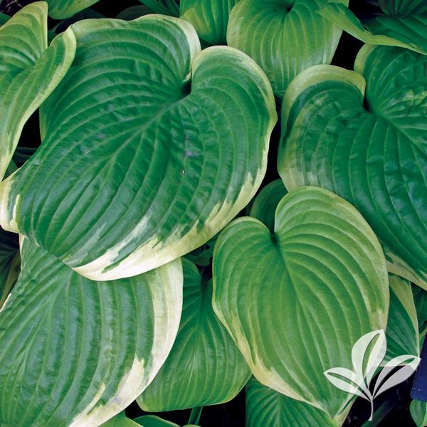 Fragrant Bouquet Hosta