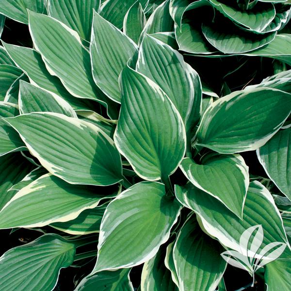 Francee Hosta