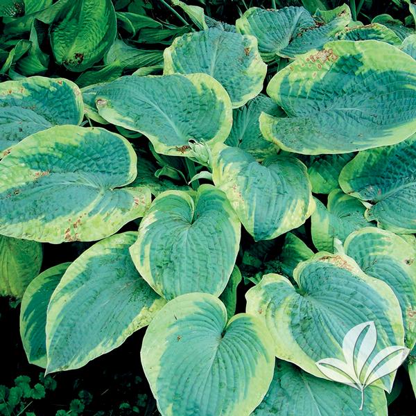 Frances Williams Hosta