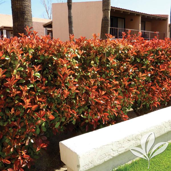 Fraser's Photinia