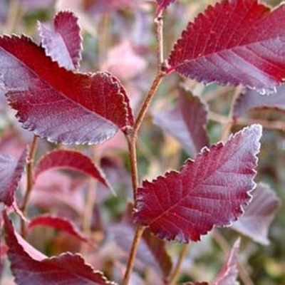 Frontier Elm