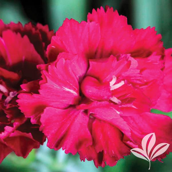 Frosty Fire Dianthus