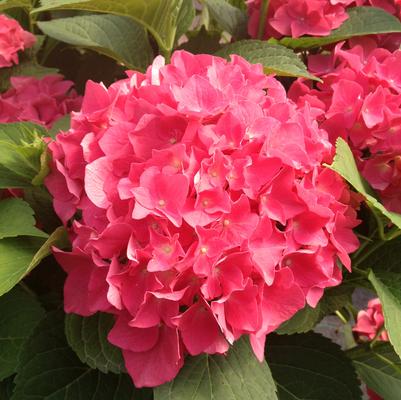 Fuchsia Glow™ Hydrangea