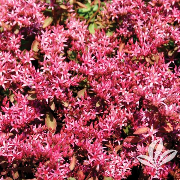 Fuldaglut Sedum
