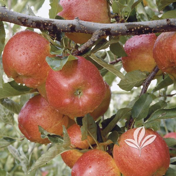 Gala Apple