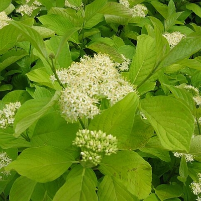 Garden Glow Dogwood