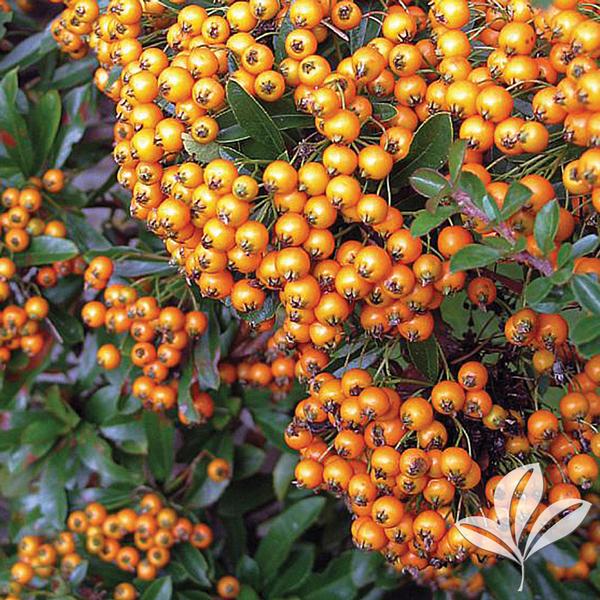 Gnome® Pyracantha