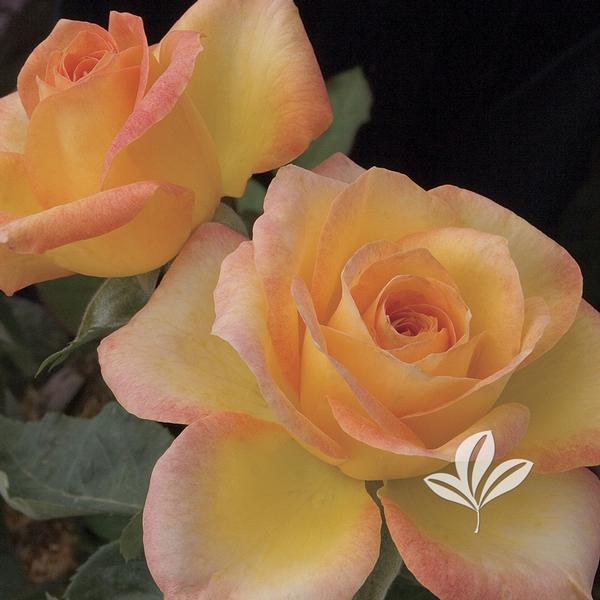 Gold Medal Grandiflora Rose