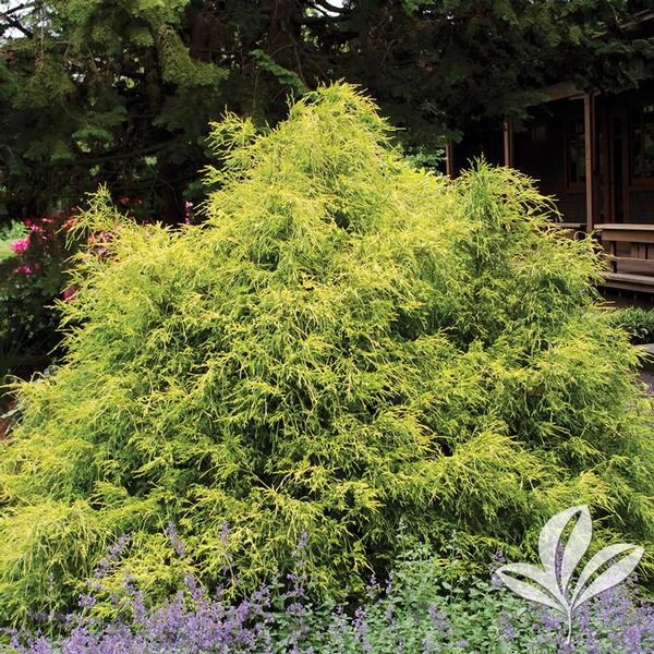Gold Mop Falsecypress