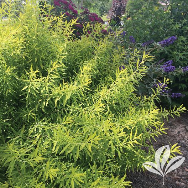 Gold Thread™ Spirea