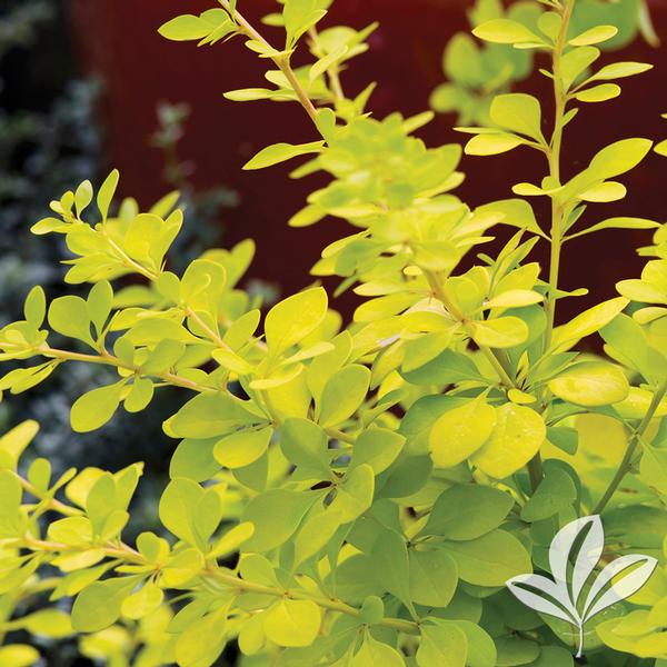 Golden Barberry