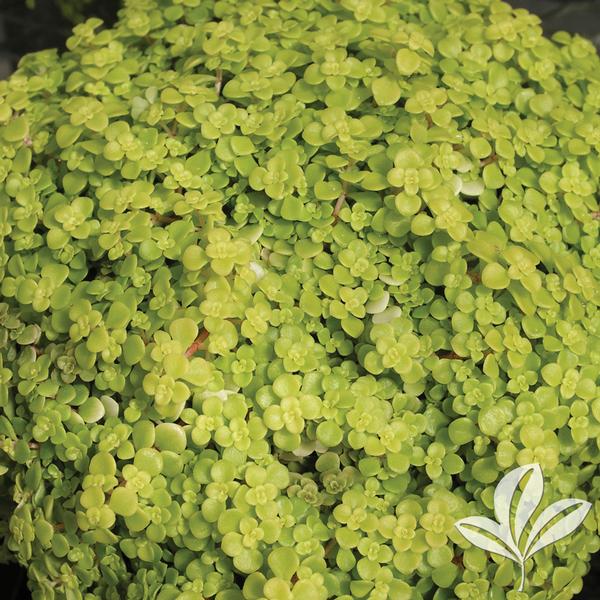 Golden Japanese Woodland Sedum