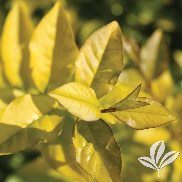 Golden Privet