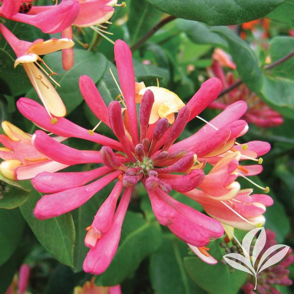 Goldflame Honeysuckle