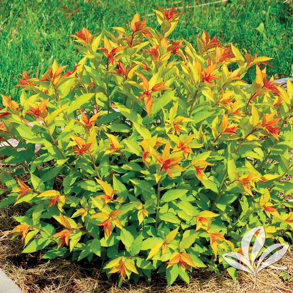 Goldflame Spirea