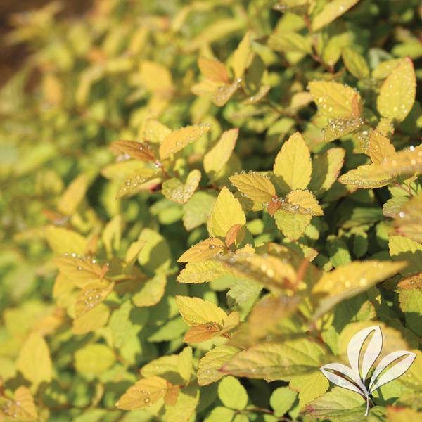 Goldmound Spirea