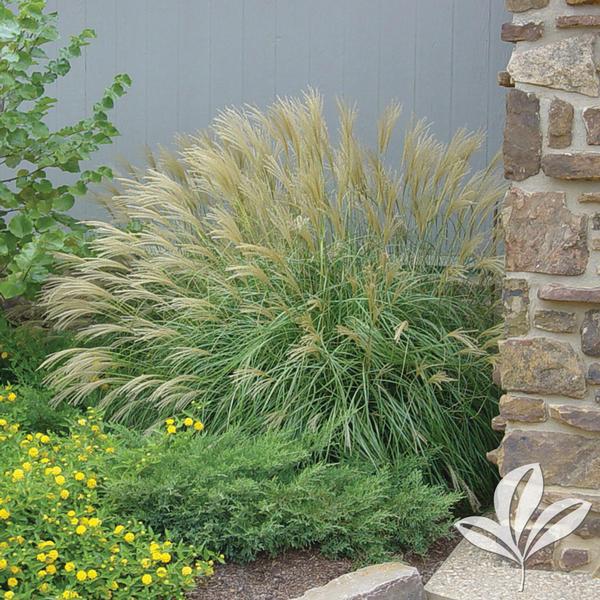 Graziella Maiden Grass