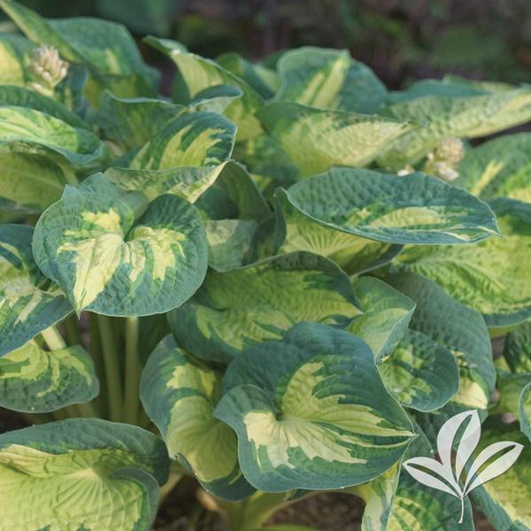 Great Expectations Hosta