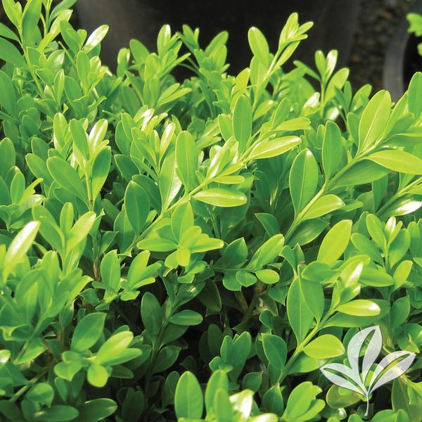 Green Borders™ Boxwood