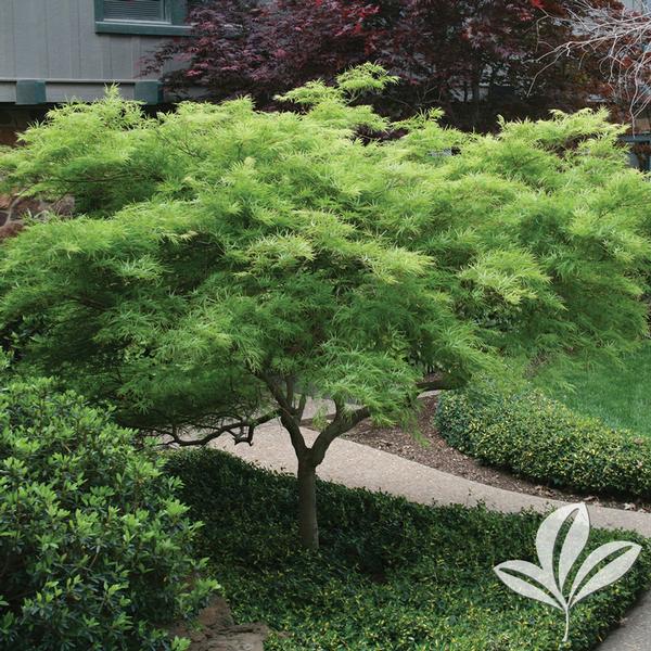 Green Lace Japanese Maple