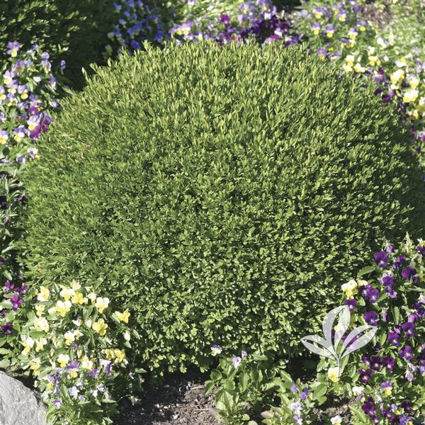 Green Velvet Boxwood