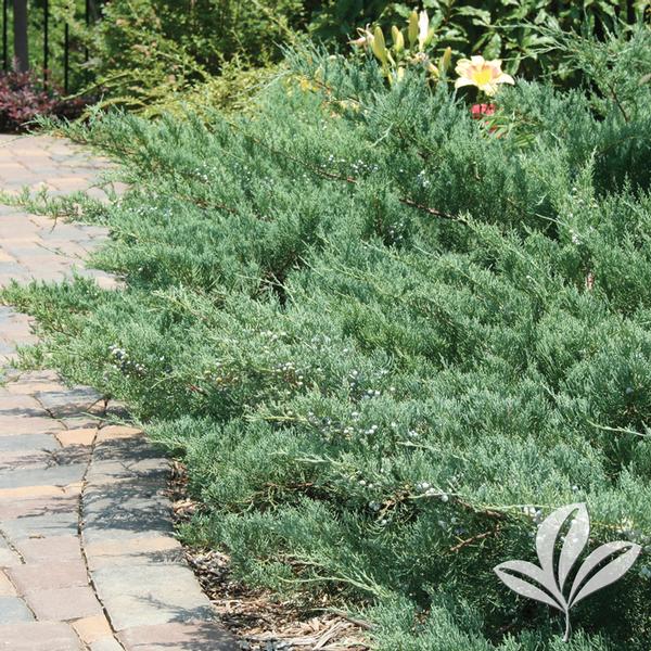 Grey Guardian™ Juniper