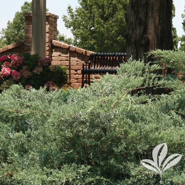 Grey Owl Juniper
