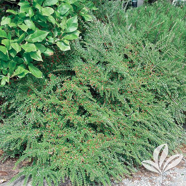 Ground Cotoneaster