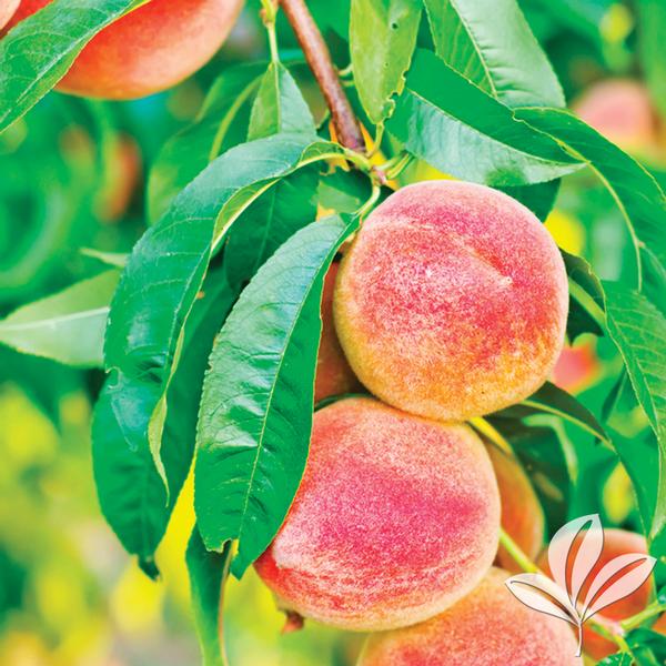 Hale Haven Peach