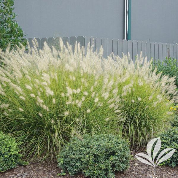 Hameln Dwarf Fountain Grass