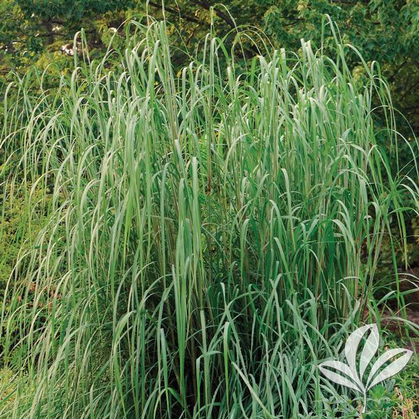 Hardy Pampas Grass
