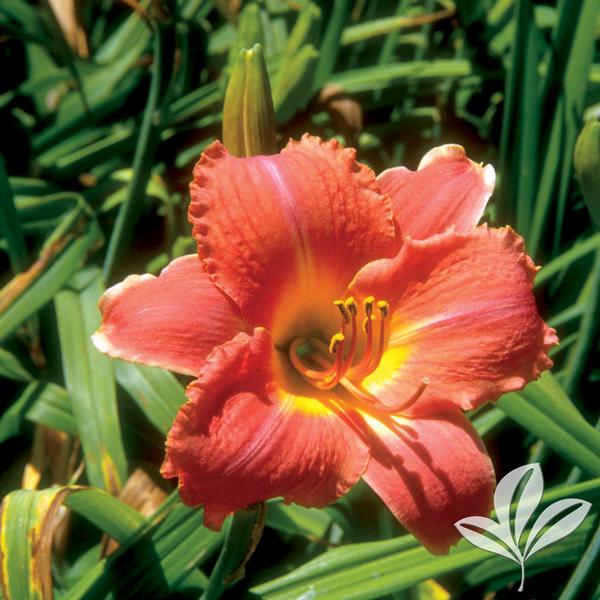 Hawaiian Party Dress Daylily