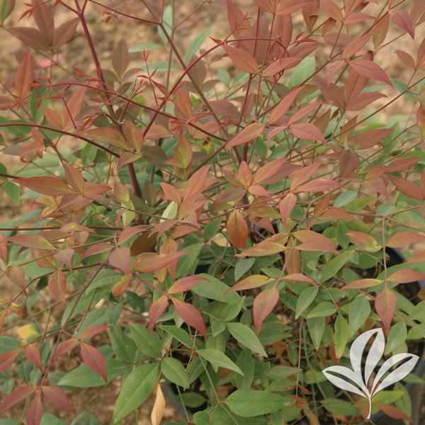 Heavenly Bamboo Nandina